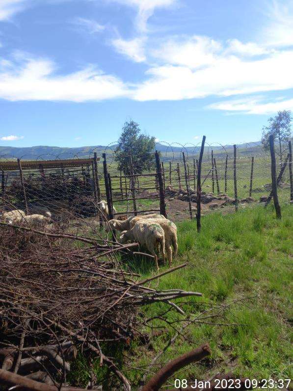 28 sheep, 26 ewes and 2 lamb rams